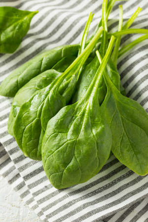 Raw Green Organic Spinach Leaves Ready to Cookの写真素材