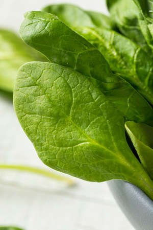 Raw Green Organic Spinach Leaves Ready to Cookの写真素材