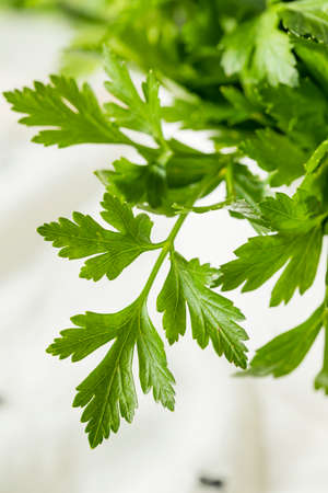 Raw Green Organic Italian Flat Leaf Parsley in a Bowl