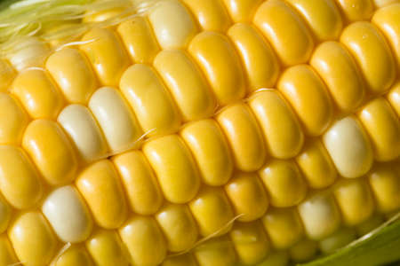 Raw Yellow Corn on the Cobb in the Husk
