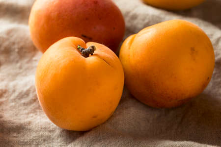 Raw Ripe Organic Apricots Ready to Eat