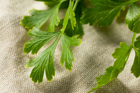 Organic Flat Leaf Italian Parsley in a Bunch