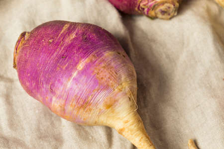 Raw Organic Purple and White Turnips Ready to Cook