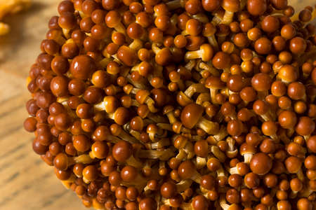 Organic Raw Golden Enoki Mushrooms Ready to Cook