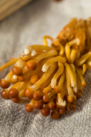 Organic Raw Golden Enoki Mushrooms Ready to Cook
