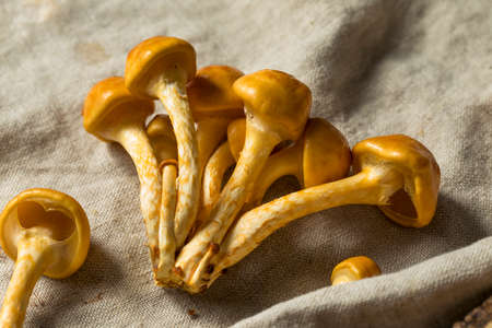 Raw Organic Nameko Mushrooms in a Bunch
