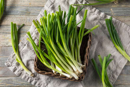 Raw Organic Green Onions in a Bunchの写真素材