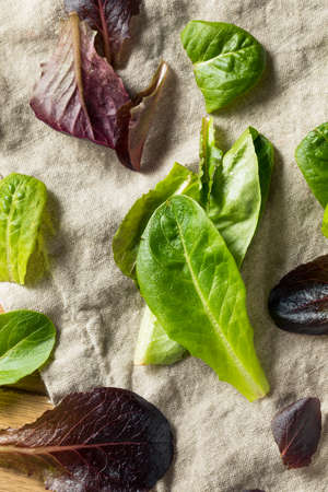 Raw Green Organic Baby Romaine Lettuce in a Bowl