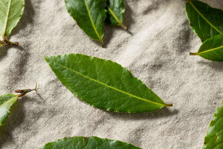 Raw Green Organic Bay Leaves Ready to Cook Withの写真素材