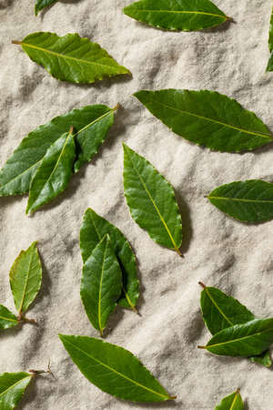 Raw Green Organic Bay Leaves Ready to Cook Withの写真素材