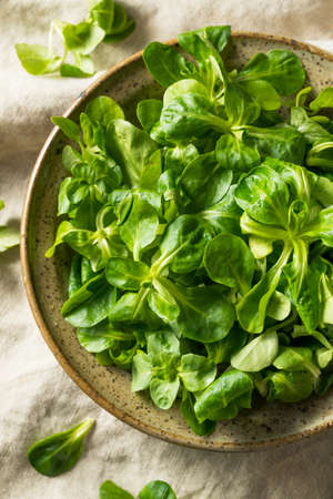 Raw Green Organic Mache Rosettes in a Bowlの写真素材