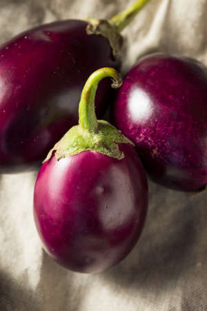 Raw Organic Purple Indian Eggplants Ready to Cookの写真素材