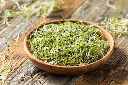 Raw Green Organic Onion Sprouts Ready to Eatの写真素材