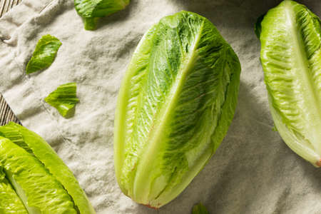 Organic Healthy Green Romaine Lettuce Ready to Chopの写真素材