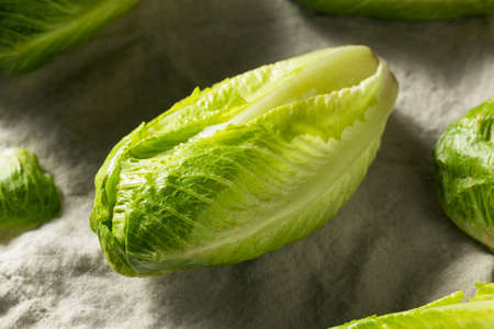 Organic Healthy Green Romaine Lettuce Ready to Chopの写真素材