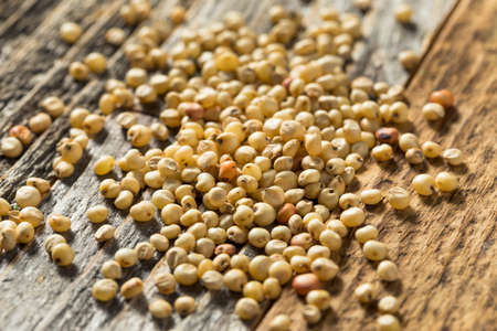 Raw Organic Sorghum Grain in a Bowlの写真素材
