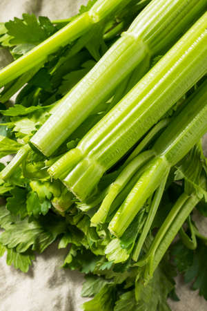 Raw Green Organic Celery Ready to Chopの写真素材