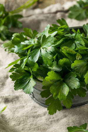Raw Green Organic Italian Flat Leaf Parsley in a Bunchの写真素材