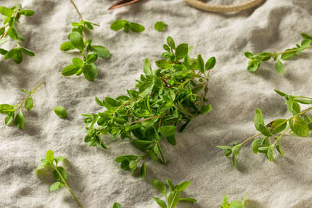 Organic Raw Green Marjoram Herb in a Bundleの写真素材