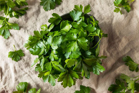 Raw Green Organic Italian Flat Leaf Parsley in a Bunchの写真素材