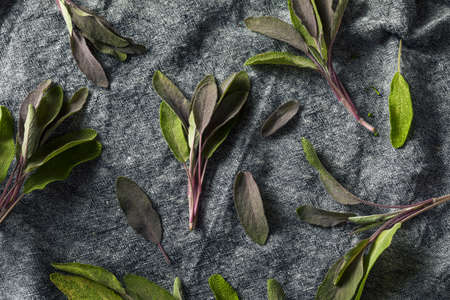 Raw Organic Purple Sage in a Bunchの写真素材