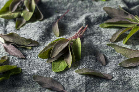 Raw Organic Purple Sage in a Bunchの写真素材