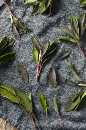 Raw Organic Purple Sage in a Bunchの写真素材