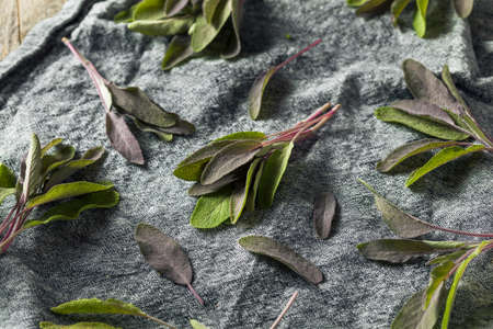 Raw Organic Purple Sage in a Bunchの写真素材
