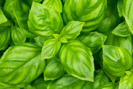 Raw Green Organic Basil Plant Ready to Cook Withの写真素材
