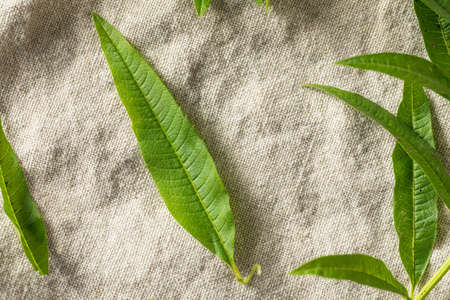 Green Organic Fresh Lemon Verbena Herb Leavesの写真素材
