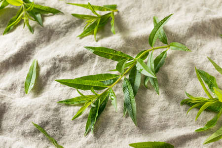 Green Organic Fresh Lemon Verbena Herb Leavesの写真素材