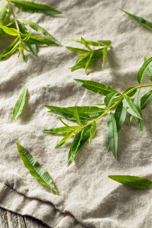 Green Organic Fresh Lemon Verbena Herb Leavesの写真素材