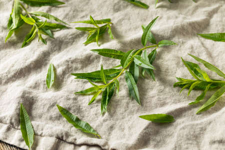 Green Organic Fresh Lemon Verbena Herb Leavesの写真素材