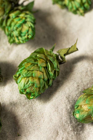 Raw Green Organic Fresh Beer Hops Ready to Brewの写真素材