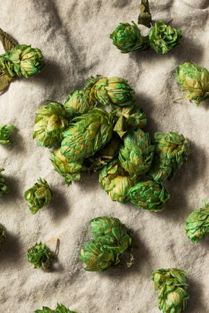 Raw Green Organic Fresh Beer Hops Ready to Brew