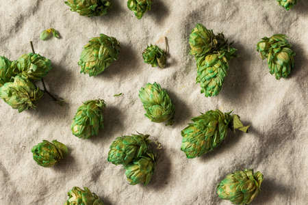 Raw Green Organic Fresh Beer Hops Ready to Brewの写真素材
