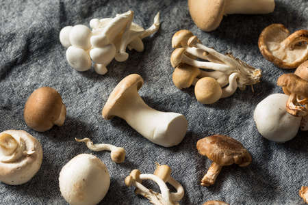 Raw Organic Gourmet Mushroom Assortment in a PIleの写真素材