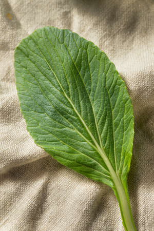 Raw Green Organic Chinese Gai Lan Ready to Cookの写真素材