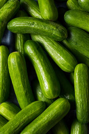 Raw Green Organic Mini Cocktail Cucumbers in a Bunchの写真素材