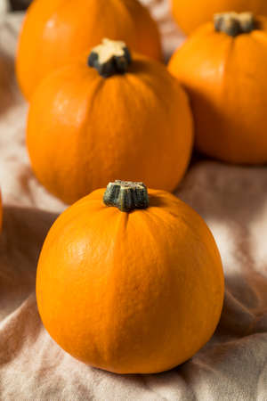Raw Organic Mini Orange Pumpkins for Decorationsの写真素材
