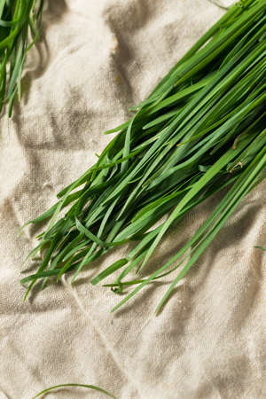 Raw Green Organic Korean Chives in a Bunchの写真素材