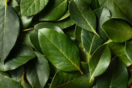 Raw Green Organic Bay Leaves in a Bunchの写真素材