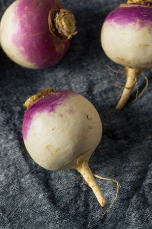 Raw Organic Purple Turnips Ready to Eat