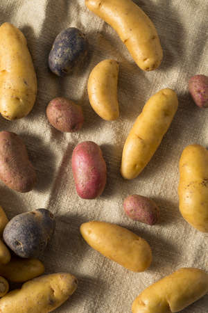 Raw Organic Fingerling Potatoes Ready to Eatの写真素材