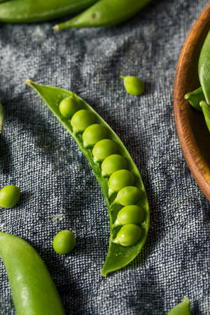 Raw Green Organic Sugar Snap Peas in a Bunchの写真素材