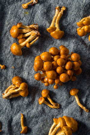 Raw Organic Japanese Nameko Mushrooms in a Bunchの写真素材