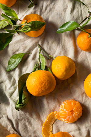 Raw Orange Organic Mandarins with Green Leavesの写真素材