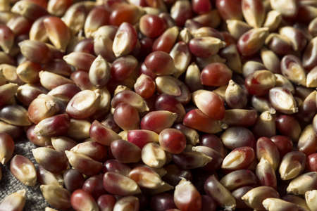 Raw Dry Organic Purple Popcorn in a Bowl