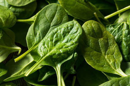 Raw Organic Fresh Baby Spinach in a Bowlの写真素材