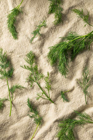 Raw Green Organic Dill Herb in a Bunchの写真素材